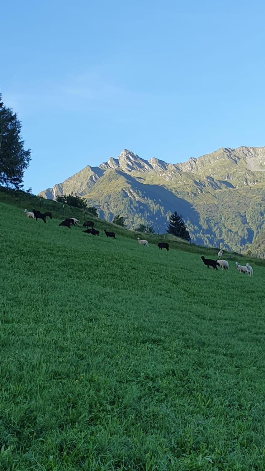 Hinterreithlehen - Ferienwohnung Am Bauernhof Mittersill Dış mekan fotoğraf