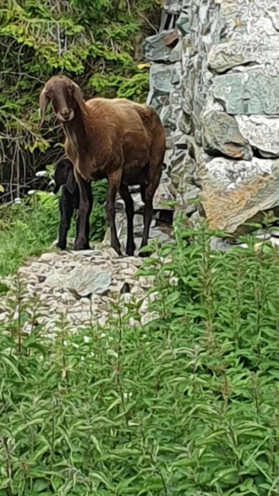 Hinterreithlehen - Ferienwohnung Am Bauernhof Mittersill Dış mekan fotoğraf